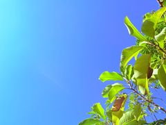 -品德宏·孔雀宴的发源地(金塔园店)