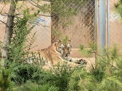 -青藏高原野生动物园