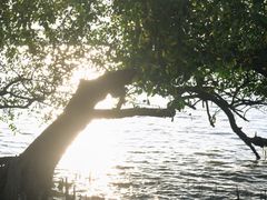 -宝安西湾红树林湿地公园