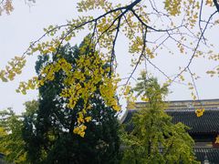 -西园戒幢律寺