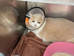 -瑞鹏宠物医院·骨科·猫科·内科(第一中心)