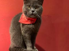 -猫色咖啡·猫咖