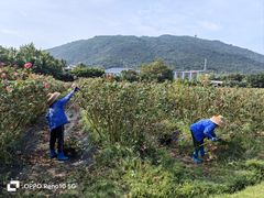 -亚龙湾国际玫瑰谷