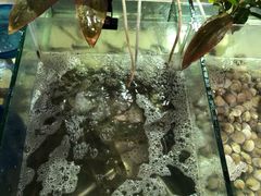 -渔家火锅·海鲜自助餐·演艺(亚龙湾天域酒店)