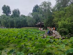 -莲湖公园