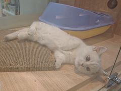 -BABIT巴比特宠物(MOMOPARK店)