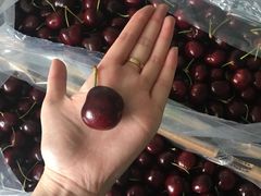 -江杨农产品批发市场