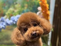 -悠尼宠物·独立低压伊珊娜洗护·美容·寄养(兰谷路店)