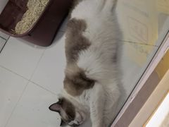 -1013 PET SHOP精品宠物商店(丁香店)