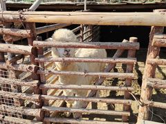 -昌平兴寿秀秀草莓采摘园