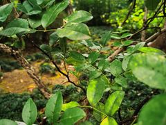 -广州神农草堂中医药博物馆