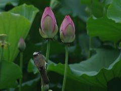 -荔湾湖公园
