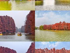 -上海海湾国家森林公园