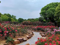 -红梅公园