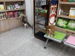 -四月宠物医院·猫专科·心脏专科·内科(转塘店)