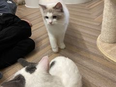 -酷豆宠物咖啡·宠物美食·撸猫馆