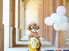 -超宠爱宠物摄影-Super pet