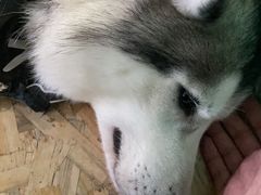 -Husky Go! 哈士奇体验馆·宠物咖啡厅狗咖