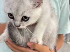 -中农国际动物医院24小时·猫科·骨科·急重症中心