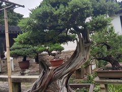 -松鹤楼(山塘街店)