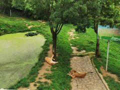 -西霞口神雕山野生动物世界