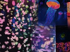 -顺德南宏海立方海洋公园