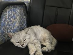 -瑞鹏宠物医院·爱宠堂·骨外专科(西荷分院)