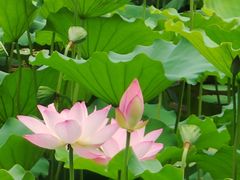 -荔湾湖公园