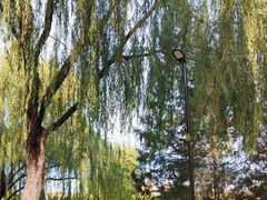 -朝阳公园