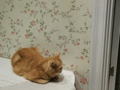 -猫小院猫主题餐厅(三里屯店)