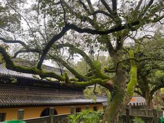 -普陀山风景名胜区-法雨禅寺