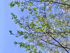 -合肥滨湖国家森林公园