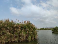 -芒洲湿地公园