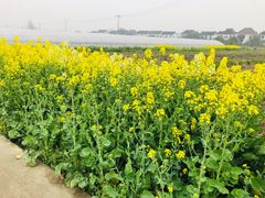 -小鱼草莓采摘园农家乐·小鱼餐厅