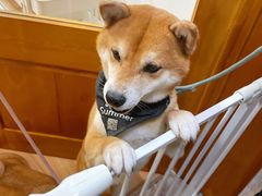 -是阿柴呀！柴犬咖啡·爱喵喵猫咖