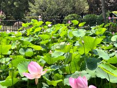 -莲花池公园