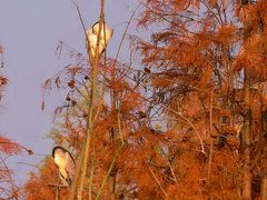 -白鹭湾湿地公园