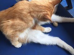 -Sirena海妖日咖夜酒