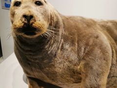 -贝林大翅鲸简餐厅(国家海洋博物馆店)