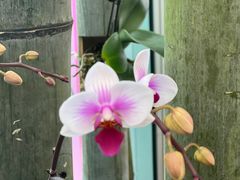 -上海鲜花港