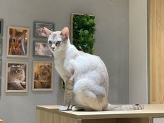 -藏猫猫咖啡主题馆(中央大道店)