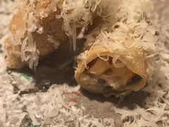 -炎橘·板前料理 Omakase