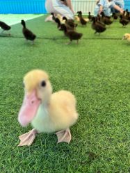 -萌宠亲子动物乐园(槐房万达店)