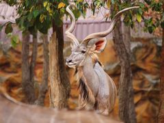 -清迈夜间动物园