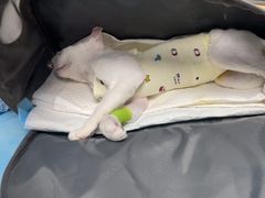 -纳吉亚猫专科动物诊疗中心(蒋宅口分院)