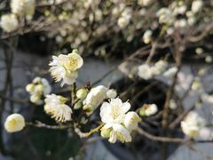 -无锡梅园公园
