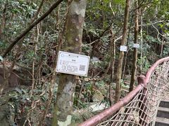 -海南热带雨林国家公园吊罗山景区