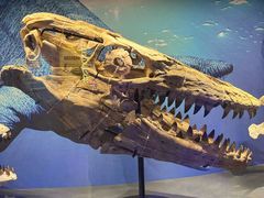 -国家自然博物馆