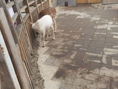 -北京鹿世界主题园