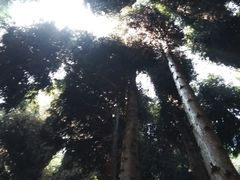 -武陵山森林公园